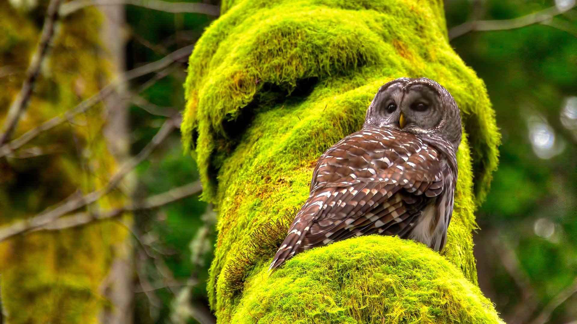 “短柄墙球:高新区全民健身馆上演反转剧,战术和快速反应成比赛关键”