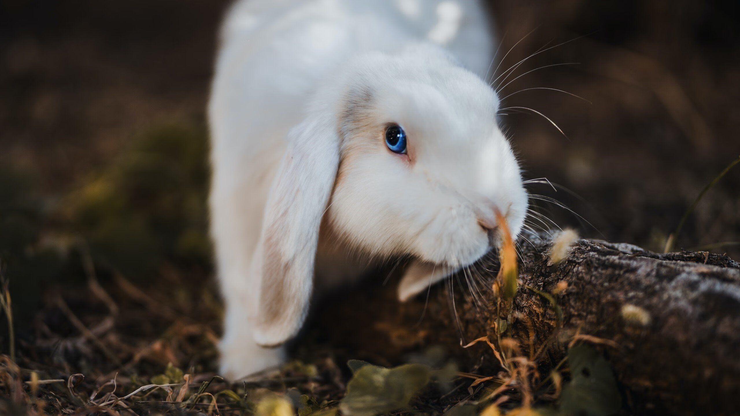 中国三人篮球女队积极备战国际赛事,中国三人篮球女篮