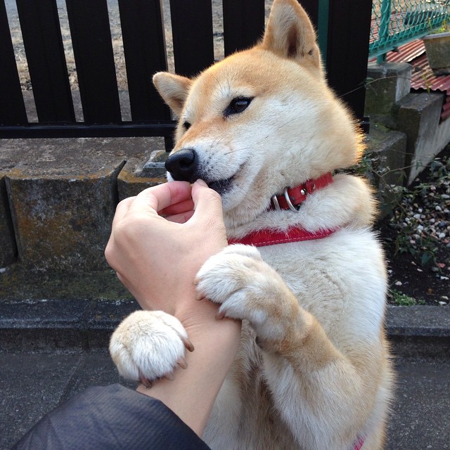 AYX体育官网-加拿大队赛制研究：如何通过灵活赛制提高战术执行力，加拿大队员