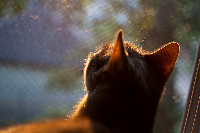 本菲卡边路突破成功率居高,本菲卡阵容最新