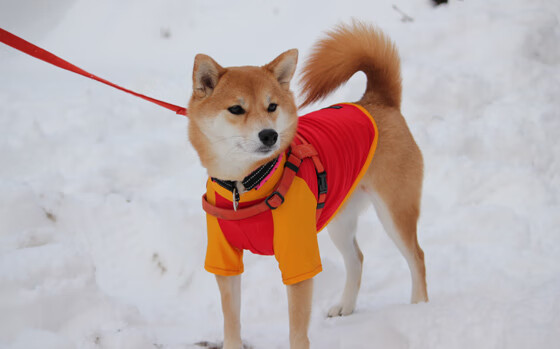 羽毛球锦标赛高手对决精彩纷呈，羽毛球 锦标赛