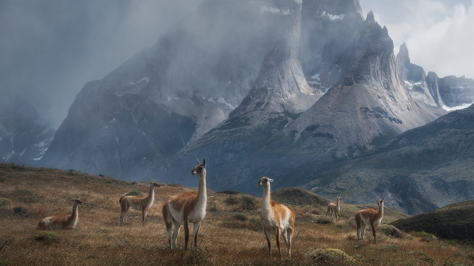 辽宁飞豹轮换阵容保持高强度压迫，辽宁飞豹队徽图片