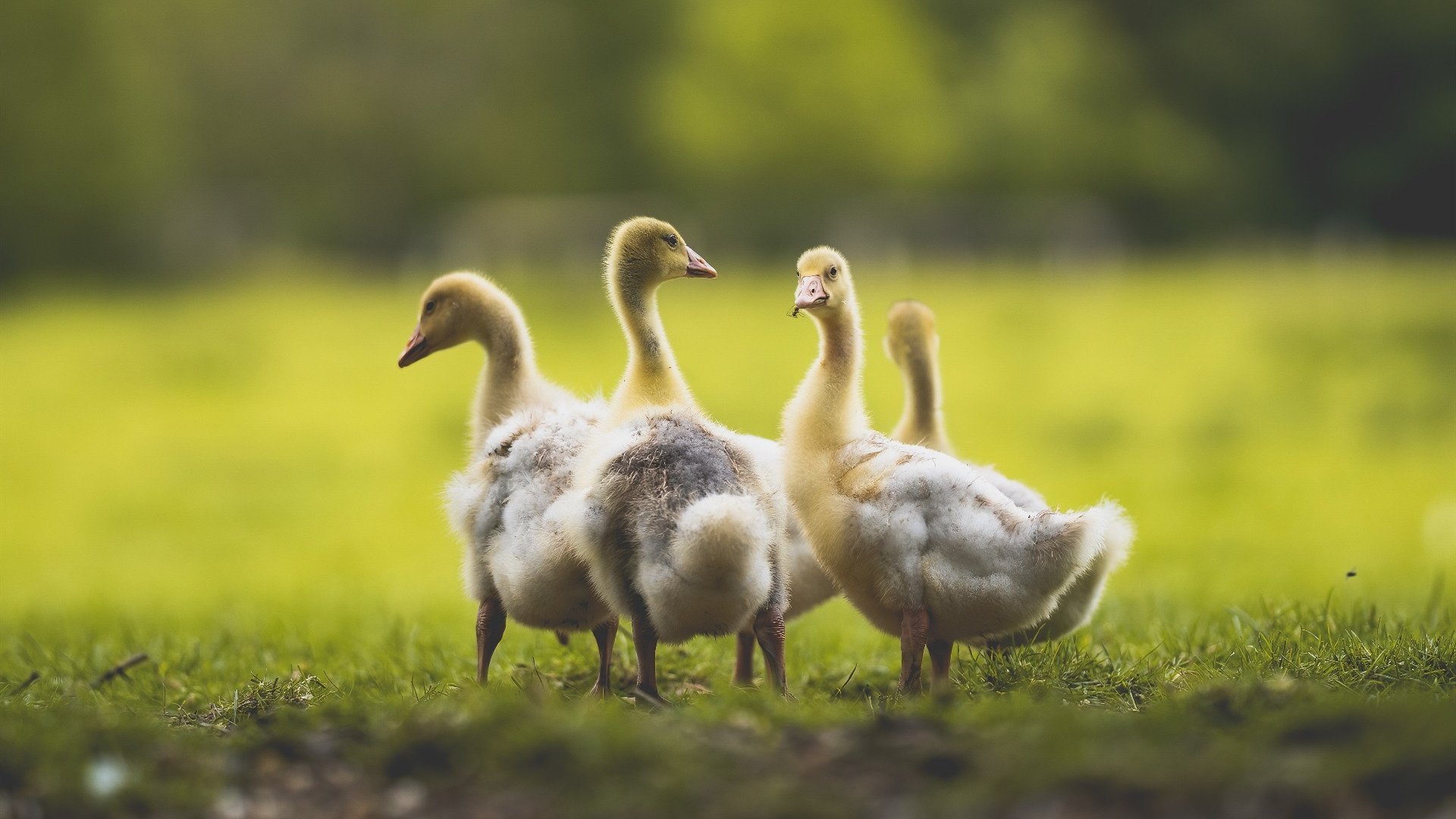 C罗挑战纪录片拍摄展现幕后真实一面，c罗足球纪录片
