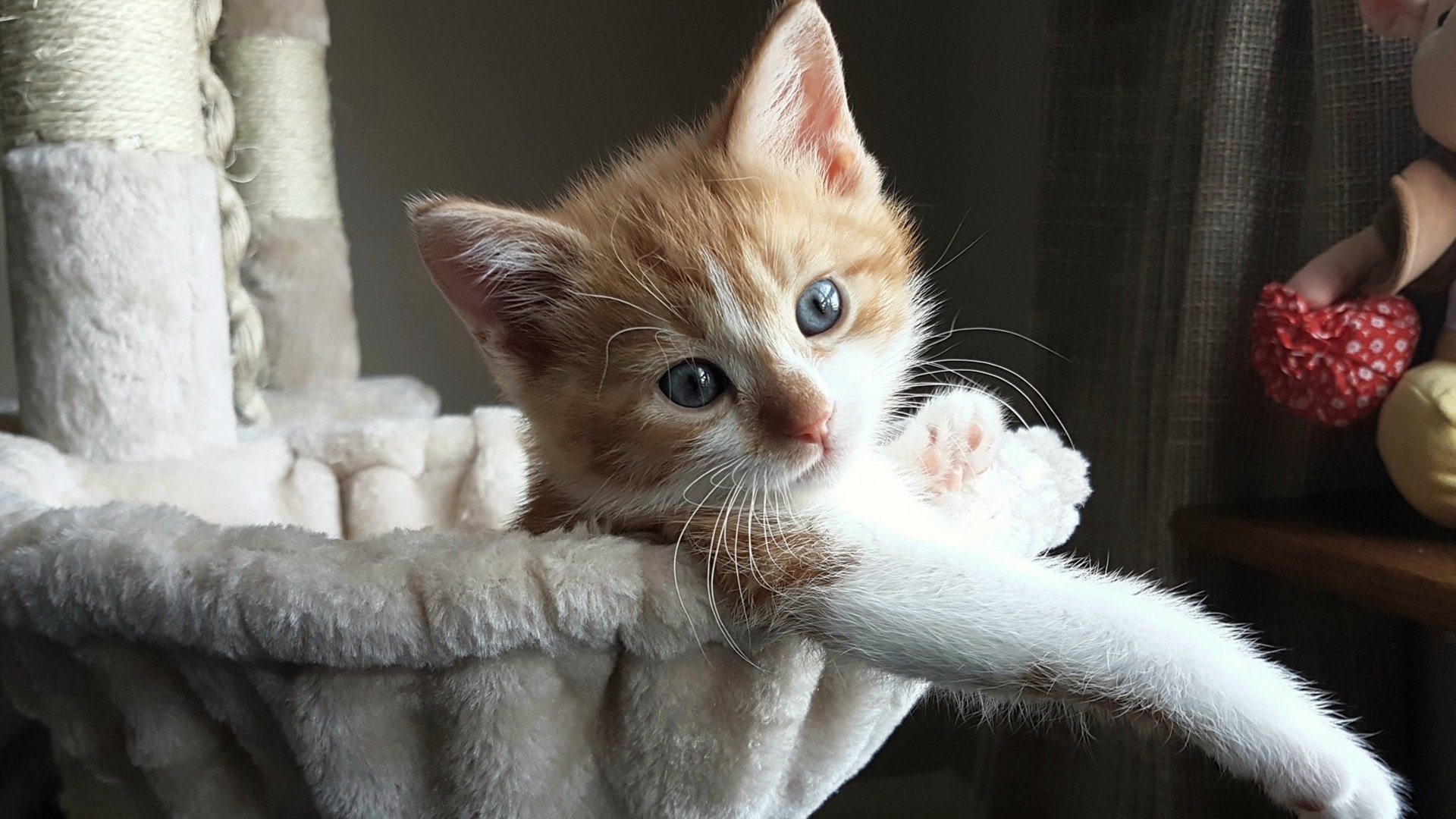 AYX GAMING-中国男子4×200米自由泳接力赛场表现亮眼，4×200米自由泳接力赛视频