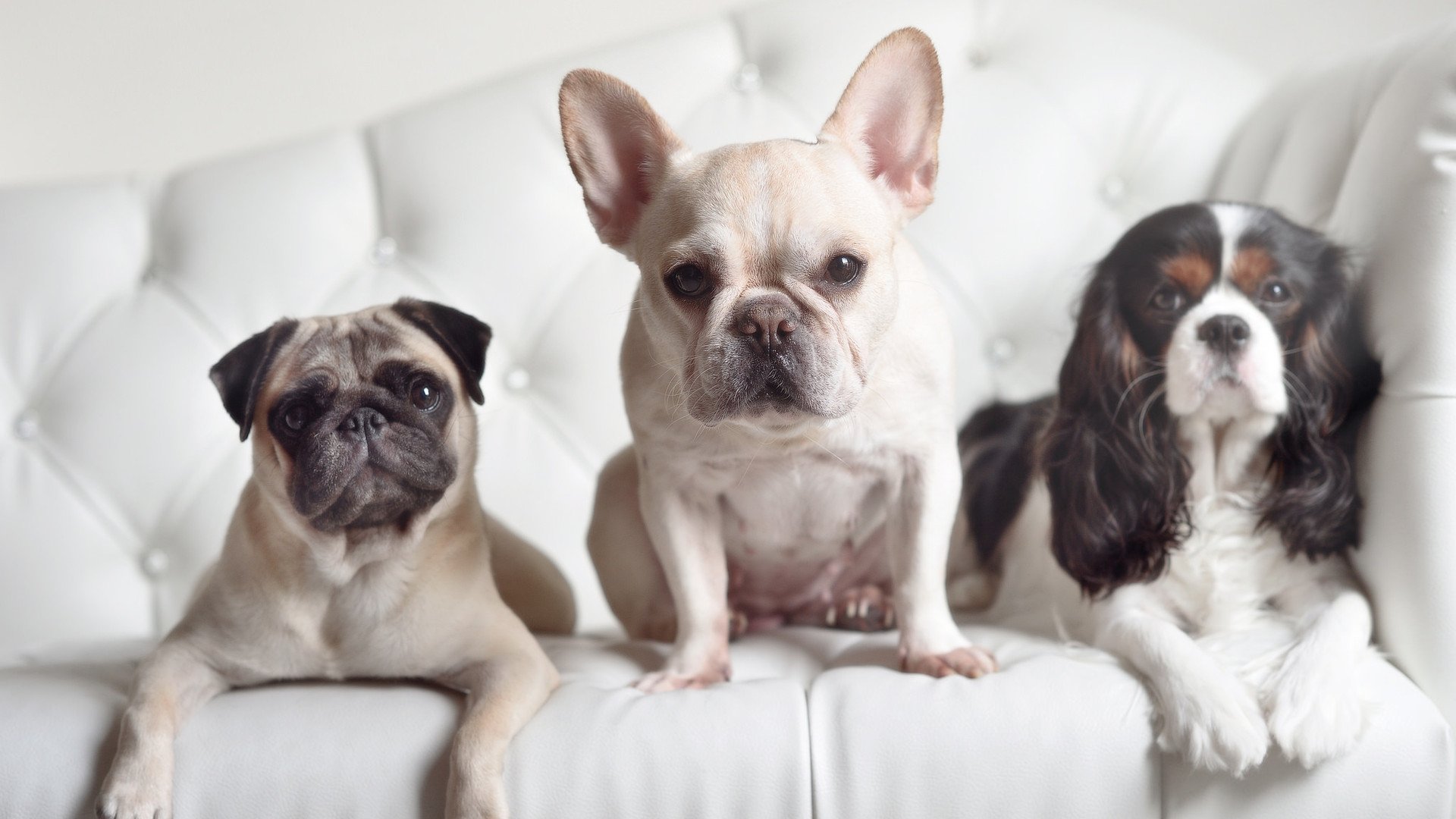 爱游戏中国官方登录入口网站-国际田径联合会发布最新竞赛标准，国际田径比赛项目