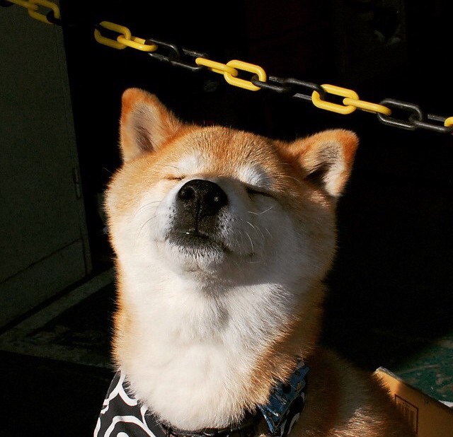 塞尔维亚女篮在欧洲锦标赛中表现亮眼，争夺金牌目标，塞尔维亚女篮咋样