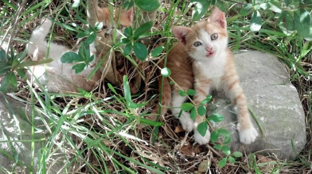 塞内加尔男篮在非洲锦标赛中意气风发,打造非洲新名片,塞内加尔非洲杯大名单