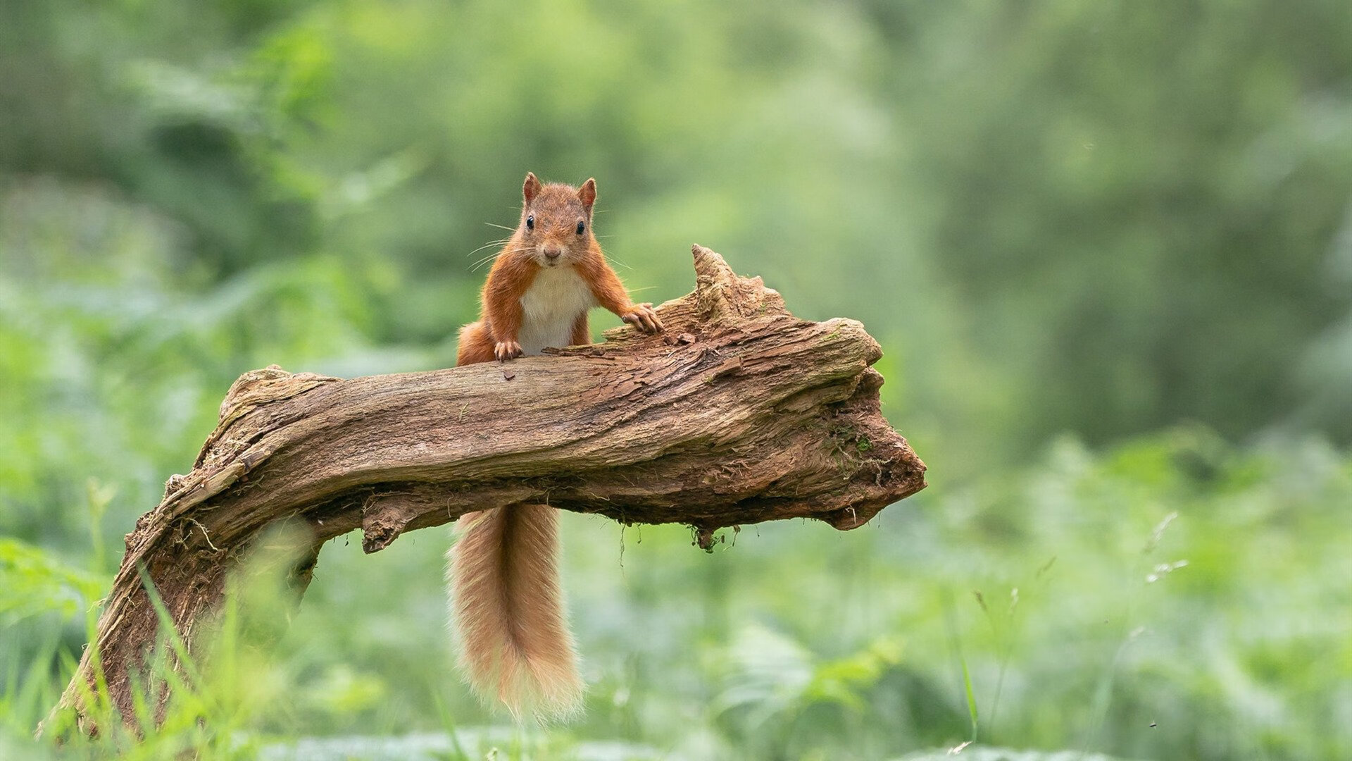 女子田径接力队再创佳绩引发关注，女子田径4x100米接力选手