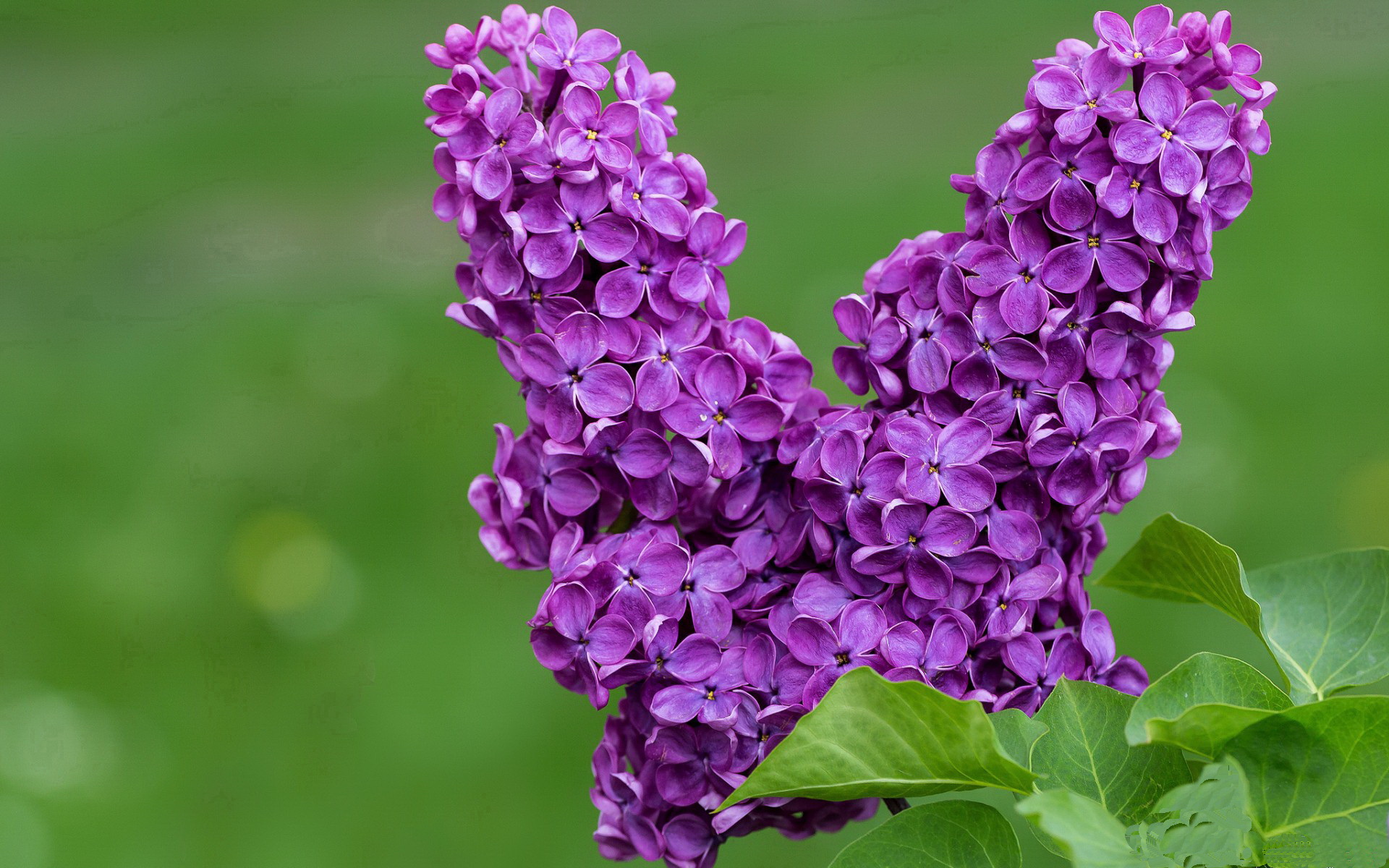 爱游戏娱乐网址-意甲战术变革：布局变化引领潮流！，意甲体系