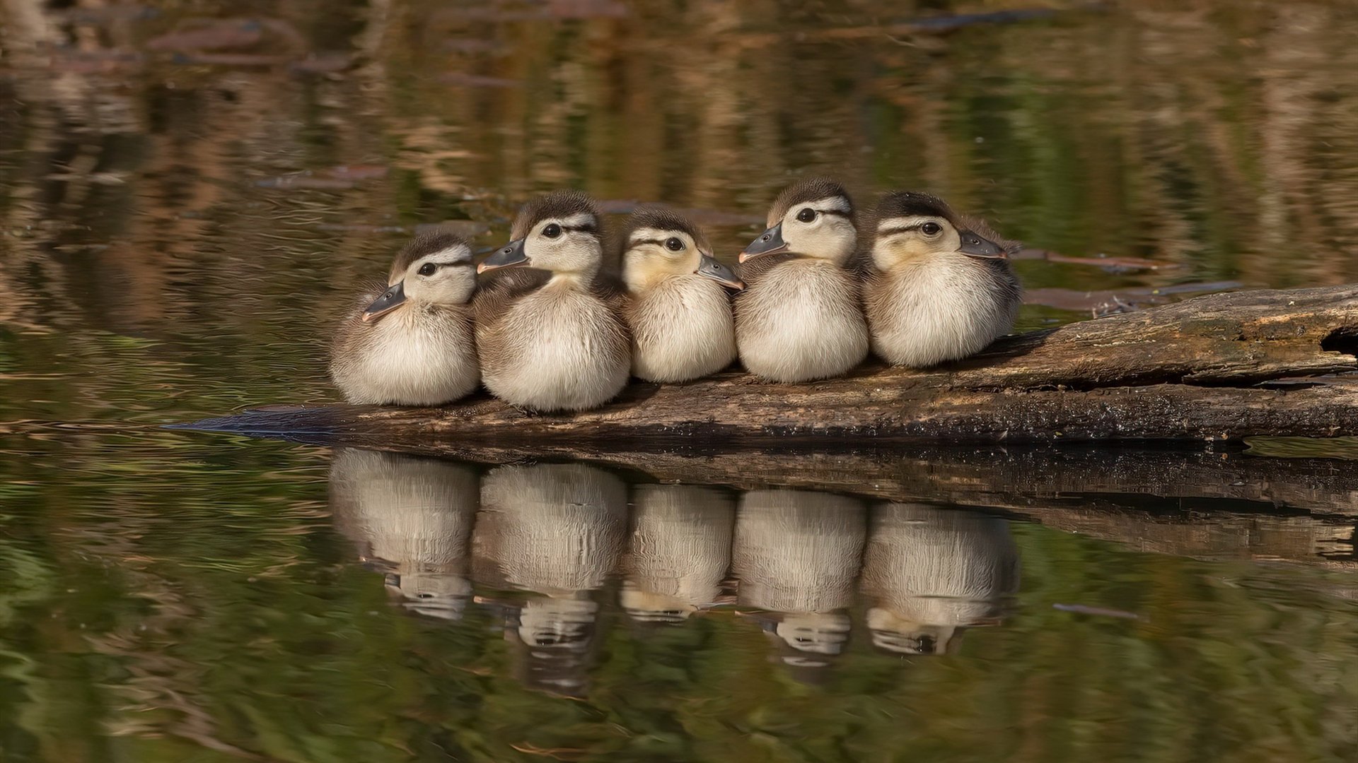 洛杉矶银河迎来重要引援，目标冲击MLS冠军