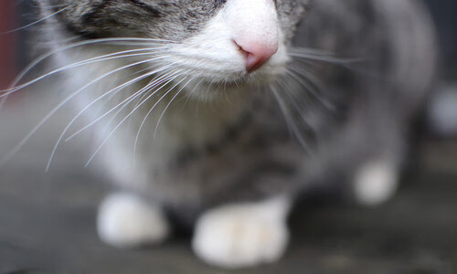 AIYOUXI.COM-澳洲队稳定发挥赢得教练和观众肯定，澳洲足球职业联赛