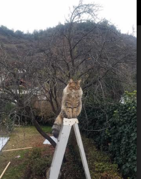 爱游戏平台-独行侠新秀三分命中率联盟前列，nba独行侠个人最高得分记录