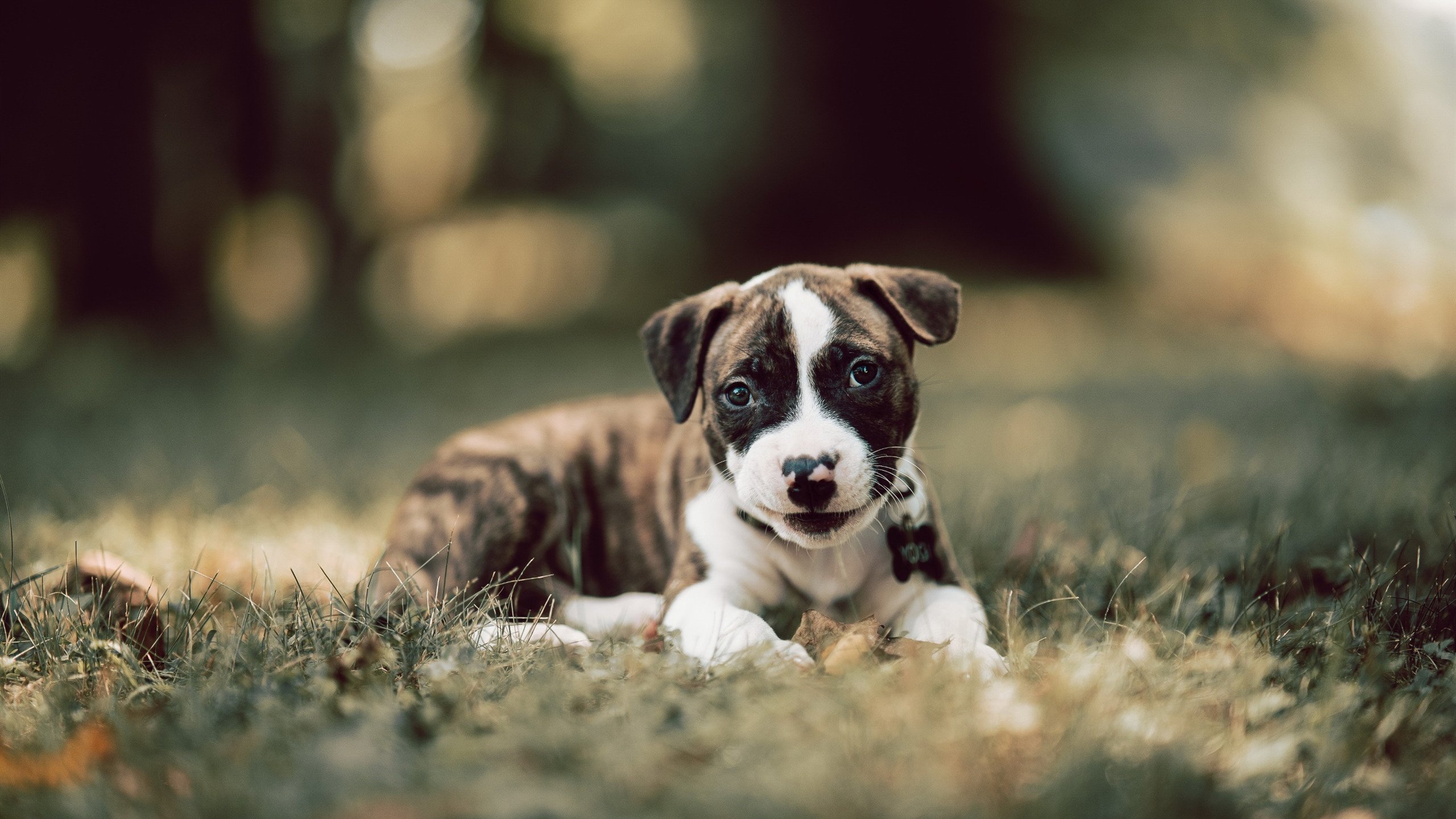 爱游戏app下载-美洲杯明星集结：天赋与拼搏的完美结合！，美洲杯人员名单