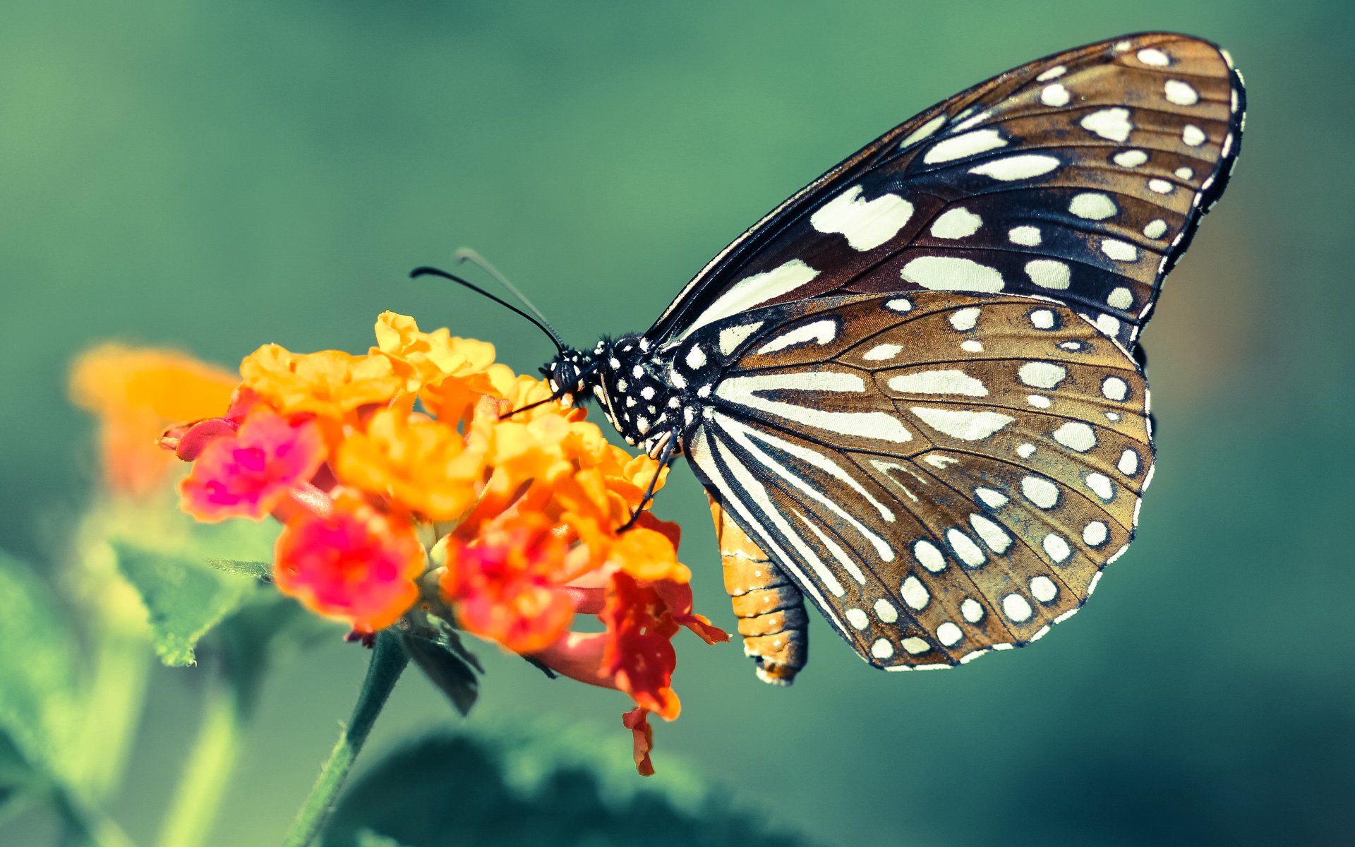 美洲杯激战正酣：精彩绝伦的攻防对决，z美洲杯