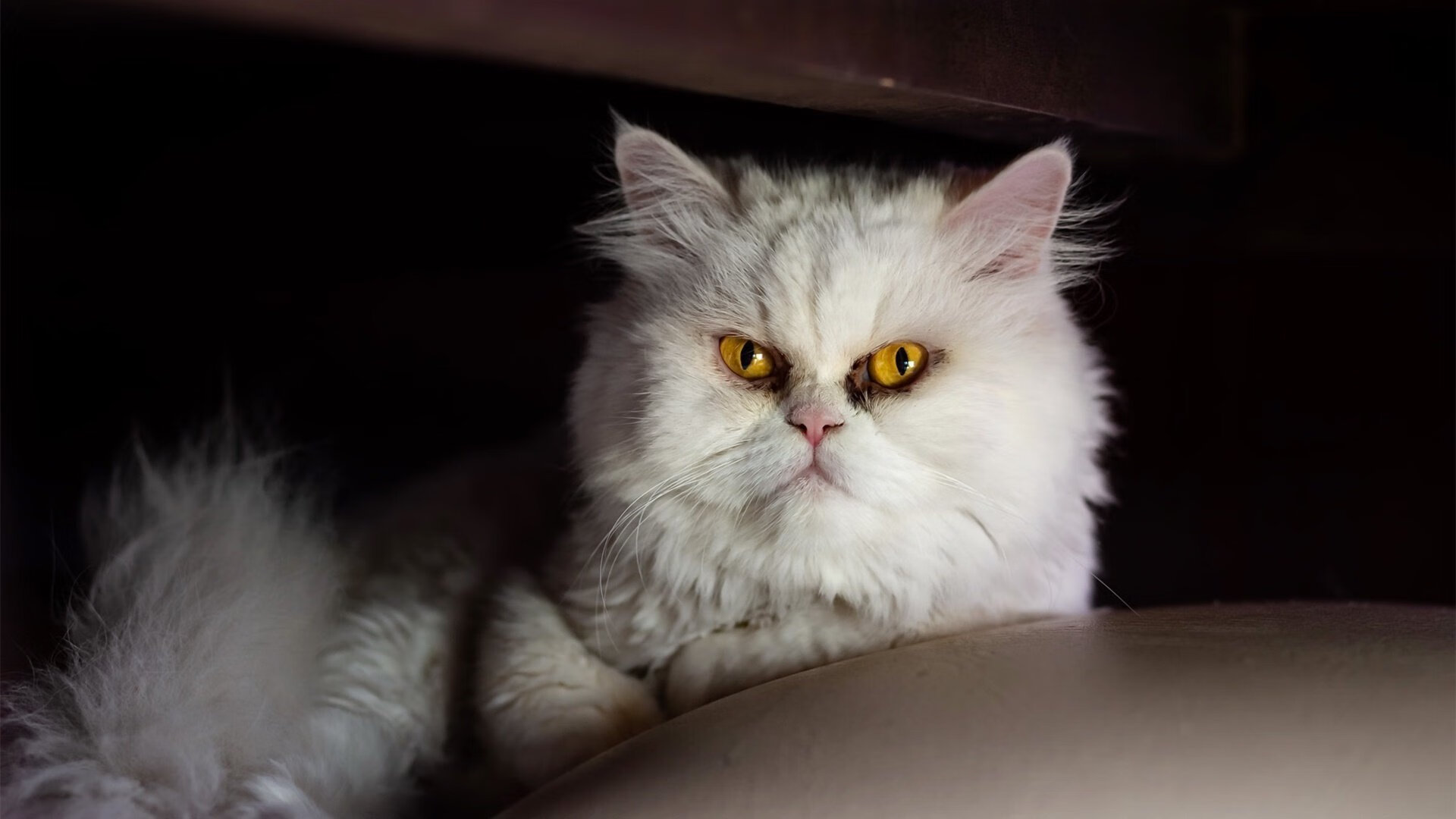 阿曼男篮在西亚锦标赛中奋勇争先，体育逐步崛起