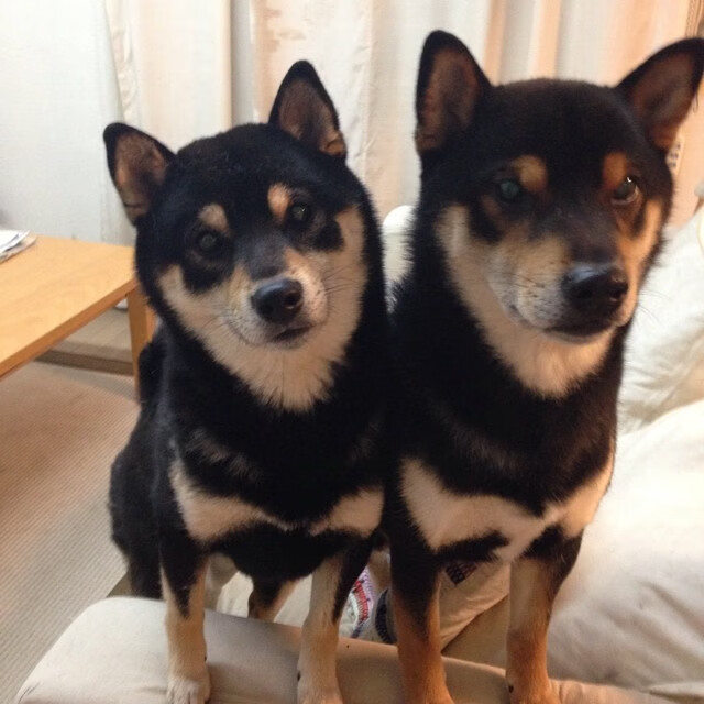 阿曼男篮在西亚锦标赛中奋勇争先，体育逐步崛起