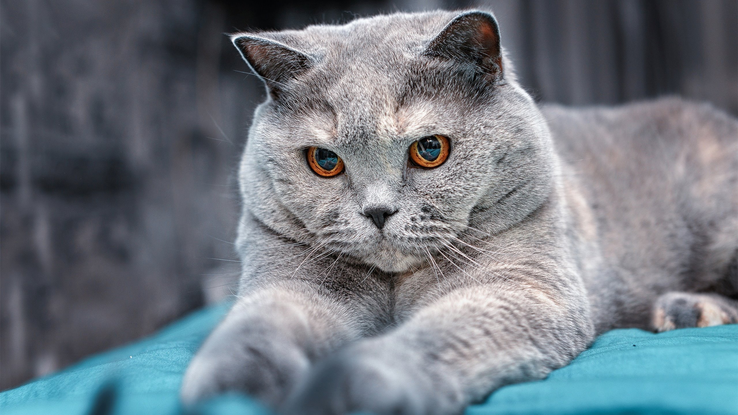 爱游戏体育APP下载-青训体系上线家长观察日项目强化家庭参与度