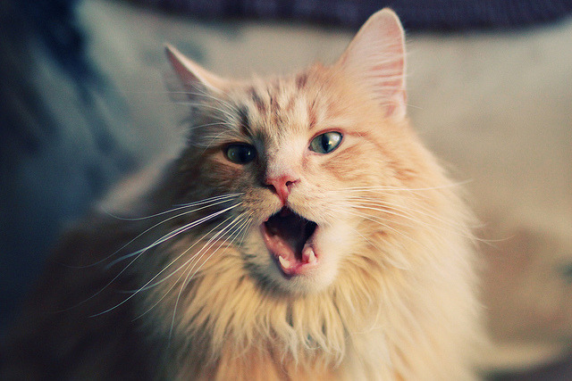 麦金托什决赛精彩瞬间成为焦点,麦金托什还是马金托什