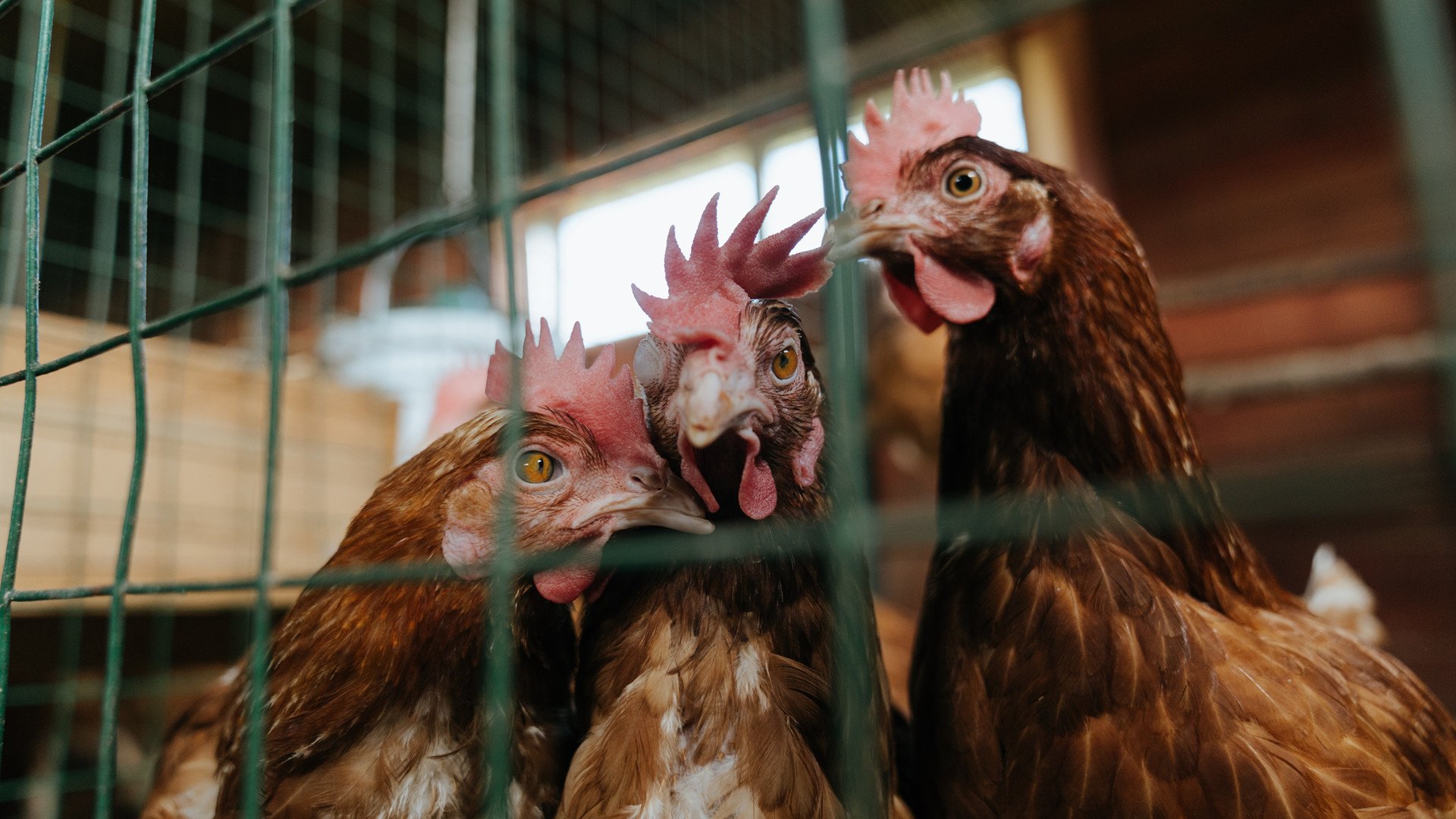 爱游戏下载-鹈鹕内线组合训练中展示篮下防守统治力,nba鹈鹕原来是哪个队